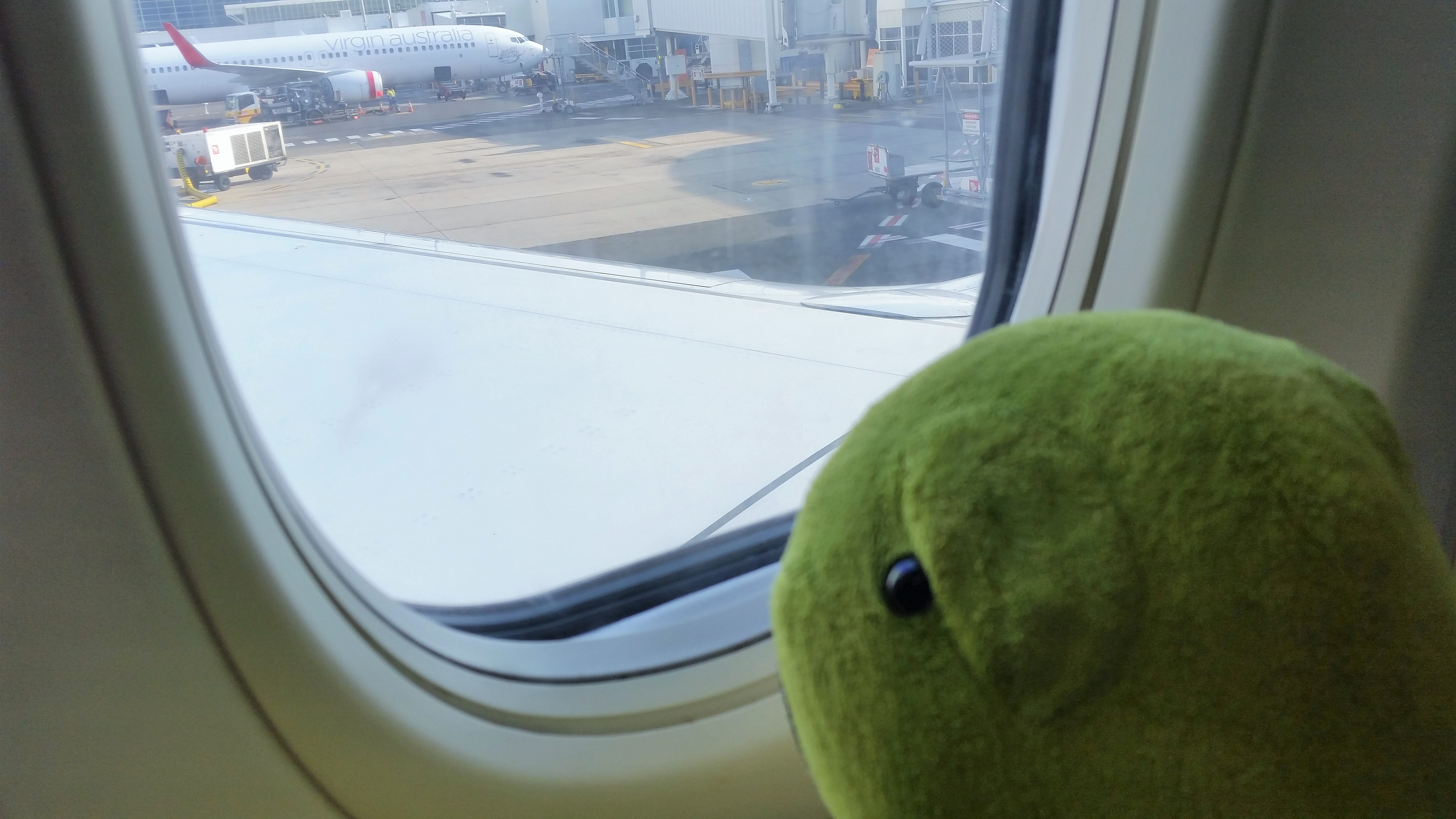 Turtle on plane.jpg